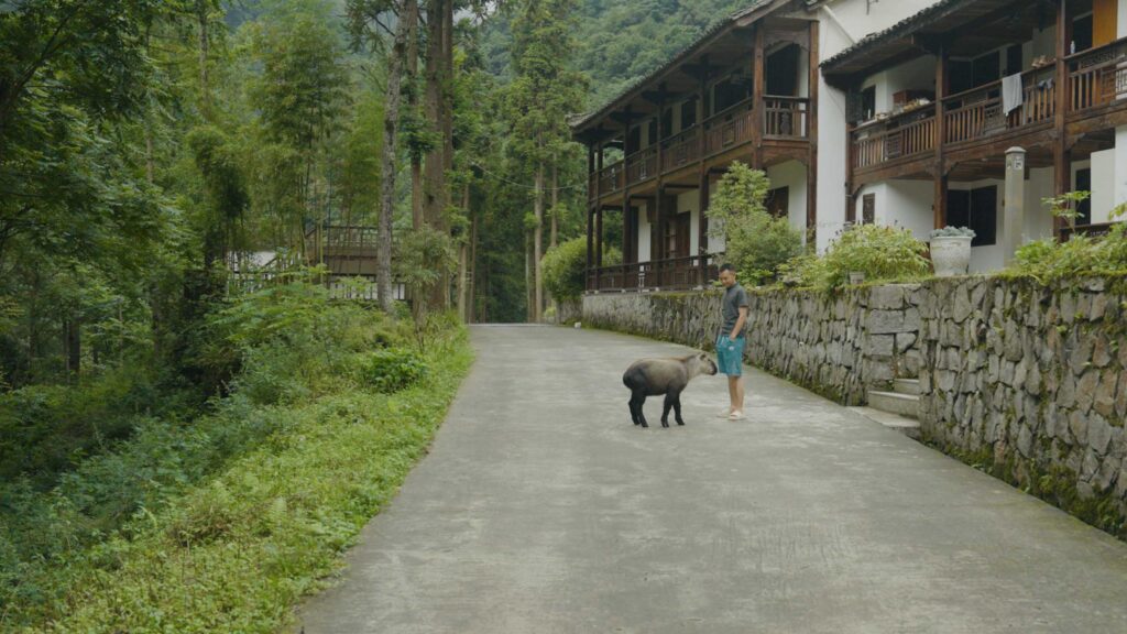 man next to a takin in chinese village