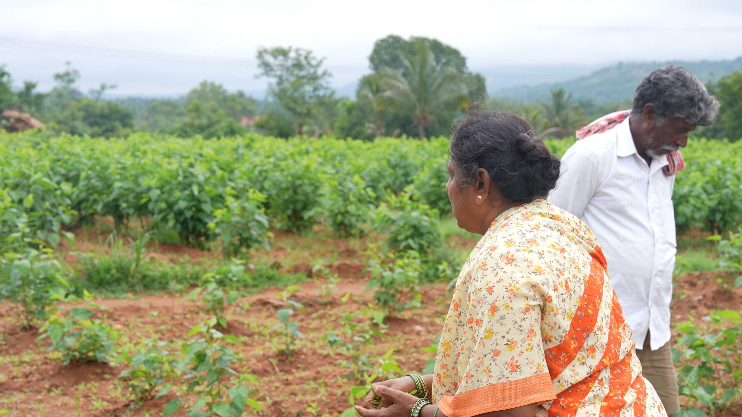 people in a field